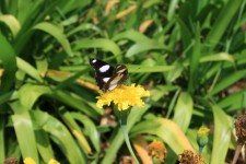 Butterfly On Yellow Marigolds
