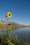 California Sunflower By Lake