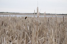 Cattails Lake Marsh Yellow Bird