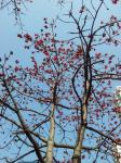 Ceiba Tree Flowers Without Leaves