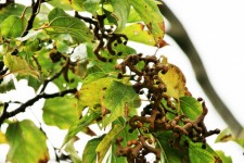 Close Up Of Japanese Raisin Fruit