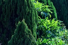 Conifers And Greenery