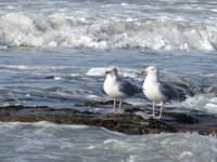 Couple Seagull At Seaside