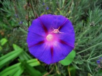 Crab Spider On Morning Glory