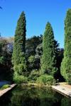 Cypress Trees And Pool