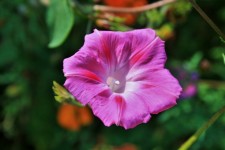 Delicate Pink Morning Glory
