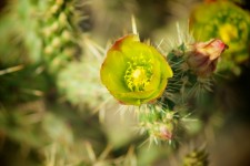 Desert Cactus Blossom