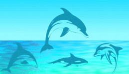 Dolphin Water Vector