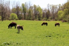 Donkeys And Ponies