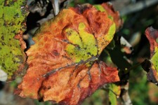 Dry Russet Leaf