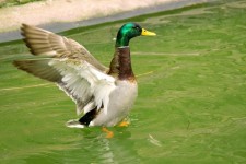 Duck Aerobics 1