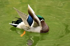 Duck Aerobics 3
