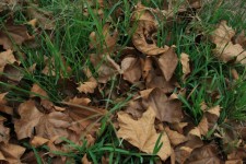 Fallen Leaves On Green Lawn