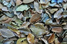 Fallen Leaves In Earthy Colours