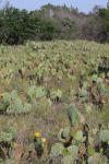 Field Of Cactus
