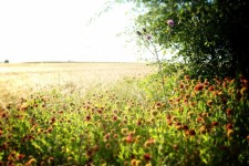 Field Of Wildflowers And Bushes