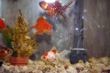 Fish In Aquarium Tank