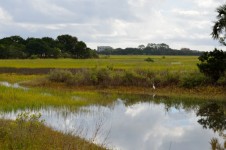 Florida Marsh Land