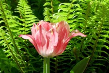 Flower In Ferns