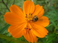 Flower With Bee