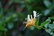 Flowers Of Honeysuckle Creeper