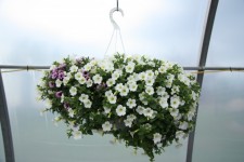 Flowers Plants Hanging Basket