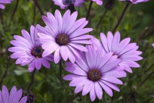 Flowers, Purple Daisy
