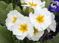 Flowers White Primroses