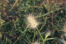 Fluffy White Grass Seed