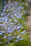 Forget-me-not Flowers