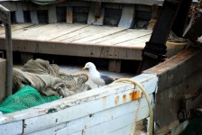 Seagull On Boat
