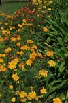 Garden Patch With Yellow Marigolds