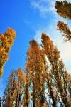 Golden Poplar Trees