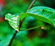 Granadilla Leaf With Drops