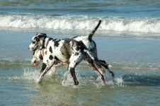 Great Danes Playing