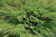 Green Tree Zoom Burst