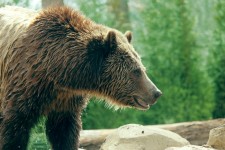 Grizzly Bear Profile