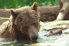 Grizzly Bear Swimming 3