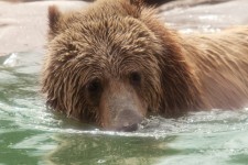 Grizzly Bear Swimming 5