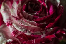 Harlequin Rose - Detail