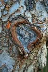 Heart Shaped Lesion On Tree