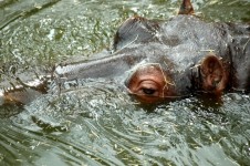 Hippopotamus In The Water