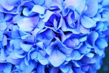 Hydrangea Image Tinted Blue