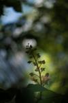Blooming Chestnut Tree - Silhouette