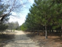 The Pine Forest In May (1)