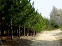 The Pine Forest In May (2)