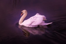 White Swan 1