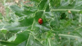 Ladybug In Green Leaves