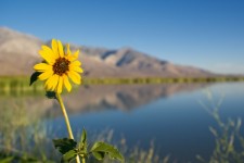 Lakeside Sunflower