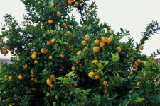 Lemon Tree Bearing Fruit